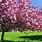 Spring Pink Trees