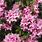 Spring Shrubs with Pink Flowers