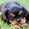 St. Charles Cavalier Spaniel