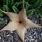 Star Cactus Plant