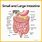 Stomach and Colon Anatomy