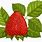 Strawberry Leaf Clip Art