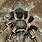 Striped Knee Tarantula