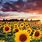 Sunflower Desktop Wallpaper Sky Blue