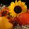 Sunflower Fall Pumpkin Desktop