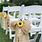 Sunflower Wedding Decorations
