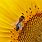 Sunflower and Bee Wallpaper