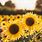 Sunflower iPhone Background