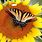 Sunflower with Butterfly Wallpaper