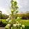 Sunsation Magnolia Tree