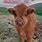 Super Cute Baby Cows