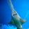Swordfish Shark