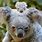 Sydney Koala