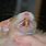 Syrian Hamster Teeth