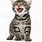 Tabby Cat Meowing