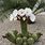 Tall Cactus with Flowers