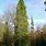Tall Conifer Trees