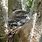 Tawny Frogmouth Nest