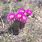 Texas Barrel Cactus