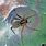Texas Funnel Web Spider
