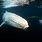 The Albino Humpback Whale