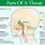 The Anatomy of the Throat