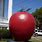The Biggest Apple in the World