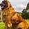 The Biggest Dog Breed