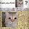 The Eeper Cat Meme