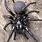 The Sydney Funnel Web Spider