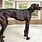 The World's Tallest Dog