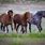 Three Wild Horses