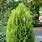 Thuja Orientalis