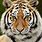 Tiger Face HD Wallpaper