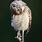 Tilted Head Owl
