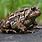 Toads NY