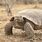 Tortoise in the Desert
