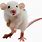 Transparent Mouse Rat