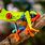 Tree Frog Background