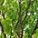 Tree Gymnocladus Dioicus