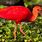Trinidad Scarlet Ibis