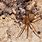 Tucson Spiders