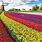 Tulip Fields of Netherlands