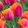 Tulip Orange Dynasty
