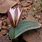 Tulipa Regelii Flowers