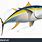 Tuna Fish Illustration