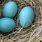 Turquoise Bird Eggs