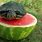 Turtle Eating Watermelon