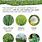 Types of Grass Weeds
