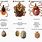 Types of Ticks in NC